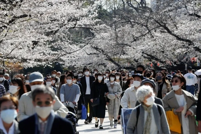 Hoa anh đào tại công viên Ueno, Tokyo, năm 2025. Ảnh: Reuters