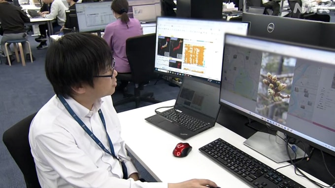 Nhân viên công ty khí tượng nhận ảnh hoa anh đào nở do người dân và du khách gửi về. Ảnh: NHK