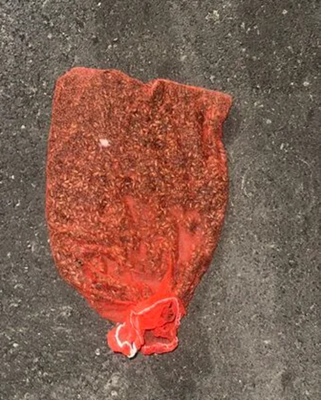 Để mũ bảo hiểm qua đêm, người phụ nữ sốc nặng khi thấy cảnh tượng "nổi da gà" - Ảnh 2.