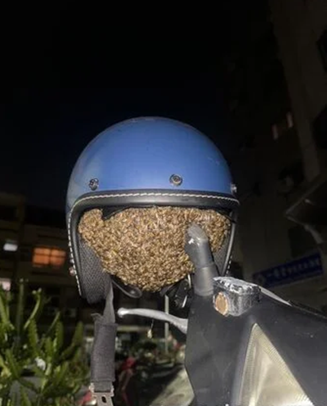 Để mũ bảo hiểm qua đêm, người phụ nữ sốc nặng khi thấy cảnh tượng "nổi da gà" - Ảnh 1.