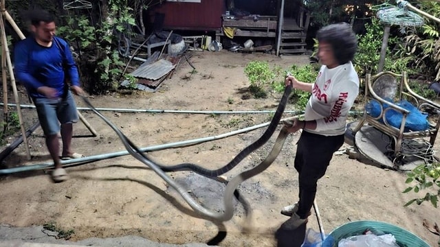 Chủ nhà sợ hãi khi  - Ảnh 2.