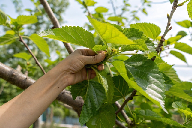 Đừng chỉ ăn quả, lá cây này quý như "nhân sâm của người nghèo", đang vào mùa đi chợ là thấy - Ảnh 2.