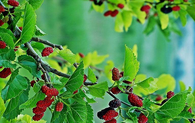 Đừng chỉ ăn quả, lá cây này quý như "nhân sâm của người nghèo", đang vào mùa đi chợ là thấy - Ảnh 1.