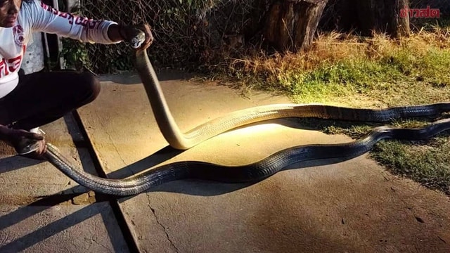 Chủ nhà sợ hãi khi  - Ảnh 1.