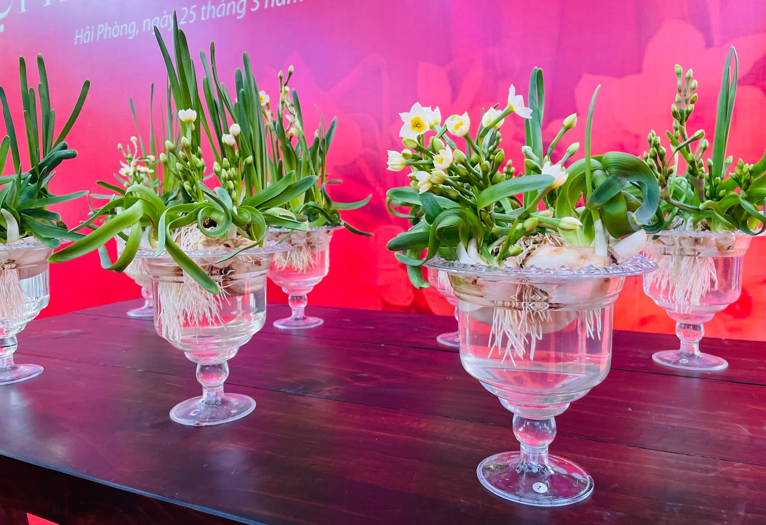 Độc đáo hội thi hoa Thủy tiên trong lễ hội Thánh Mẫu Lê Chân- Ảnh 6. Độc đáo hội thi hoa Thủy tiên trong lễ hội Thánh Mẫu Lê Chân- Ảnh 6.