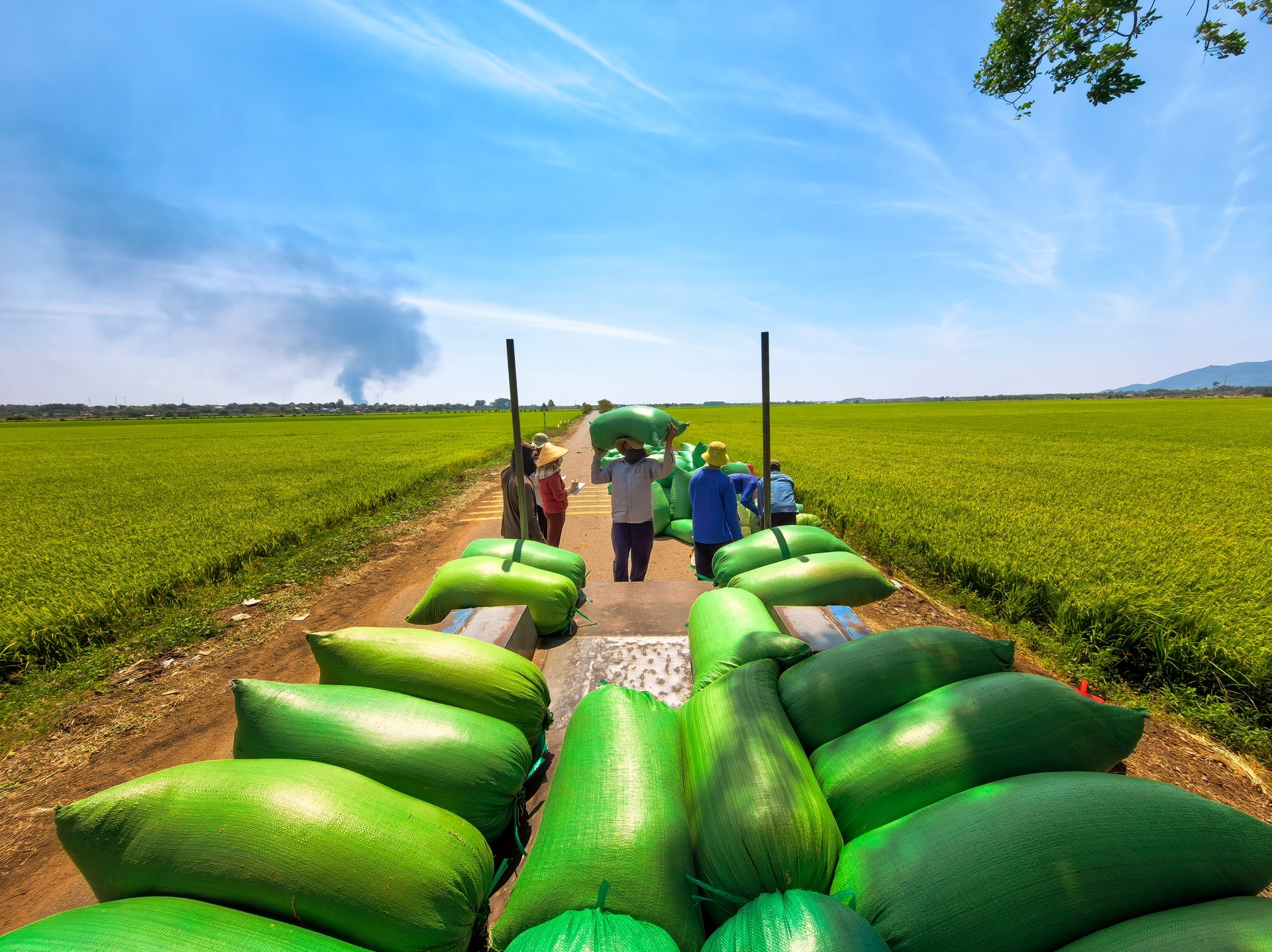 Cánh đồng lúa chưa chín đều thành 2 màu xanh - vàng gây sốt ở TPHCM - 12