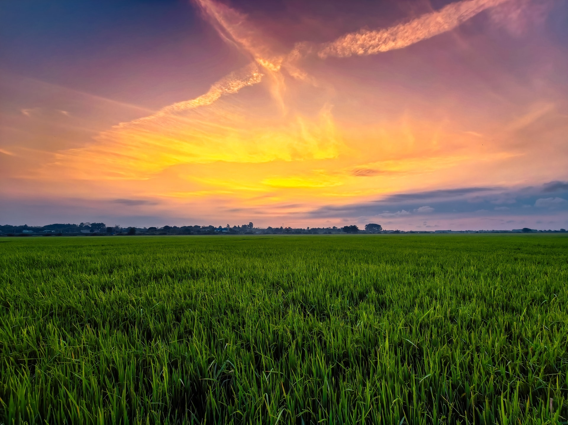 Cánh đồng lúa chưa chín đều thành 2 màu xanh - vàng gây sốt ở TPHCM - 5