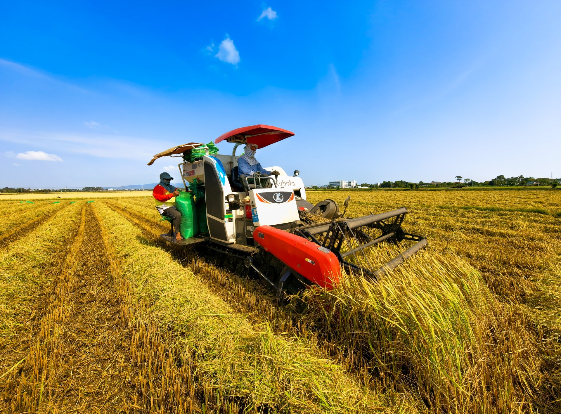 Cánh đồng lúa chưa chín đều thành 2 màu xanh - vàng gây sốt ở TPHCM - 8