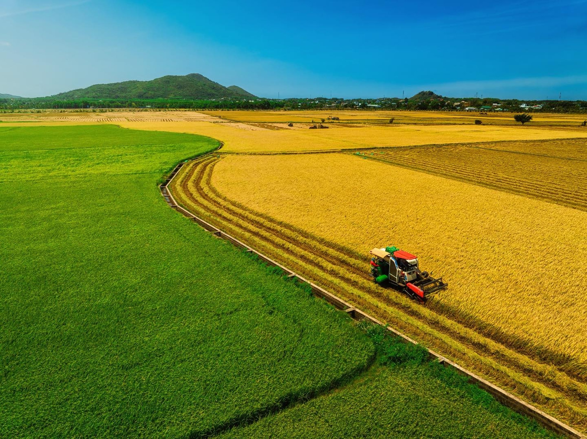 Cánh đồng lúa chưa chín đều thành 2 màu xanh - vàng gây sốt ở TPHCM - 2