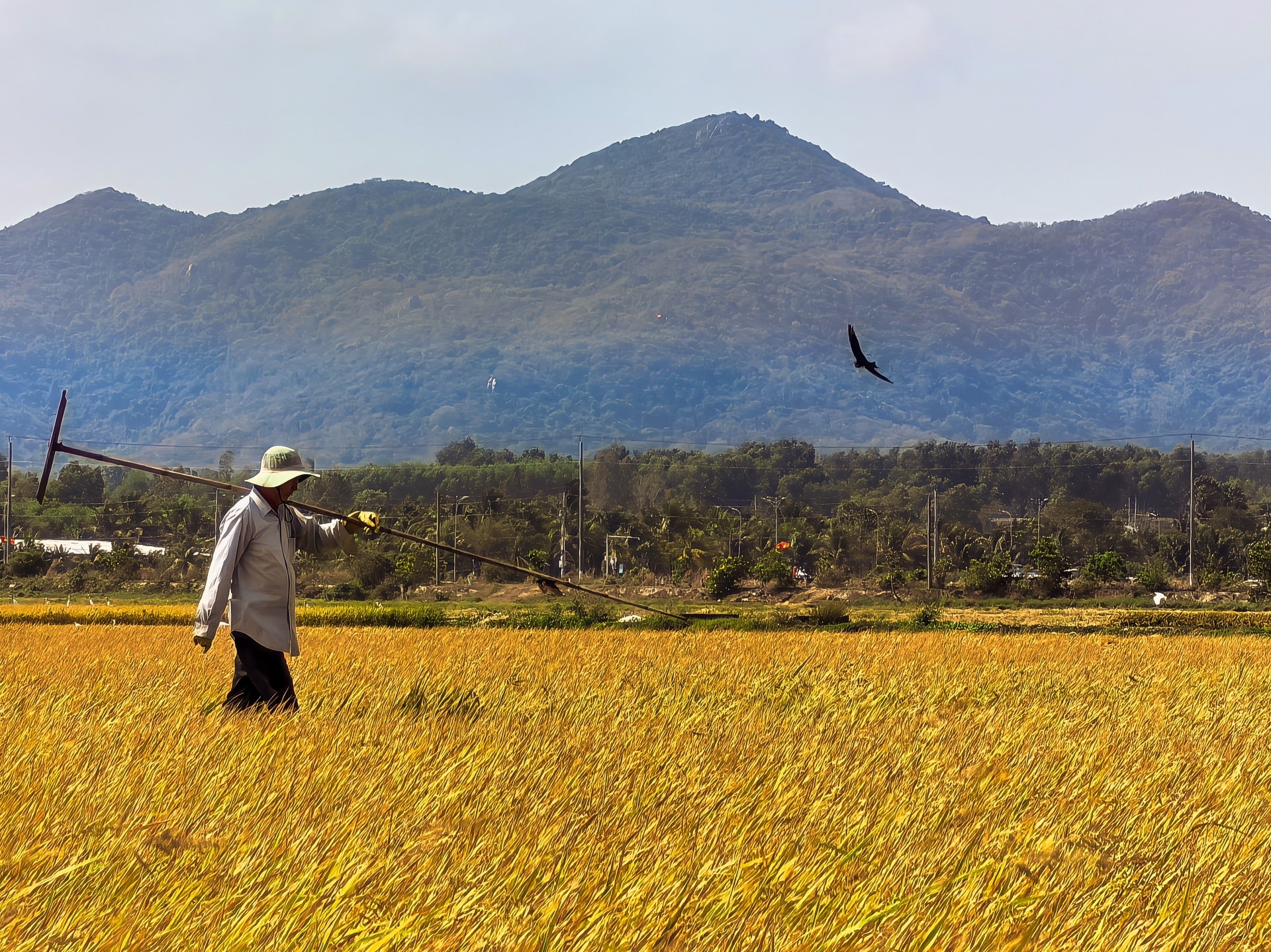 Cánh đồng lúa chưa chín đều thành 2 màu xanh - vàng gây sốt ở TPHCM - 10