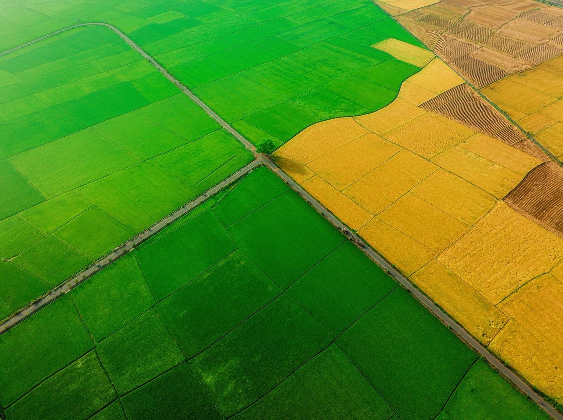 Cánh đồng lúa chưa chín đều thành 2 màu xanh - vàng gây sốt ở TPHCM - 7