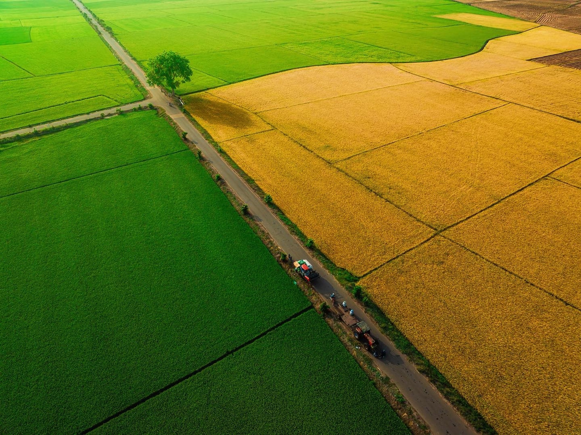 Cánh đồng lúa chưa chín đều thành 2 màu xanh - vàng gây sốt ở TPHCM - 3