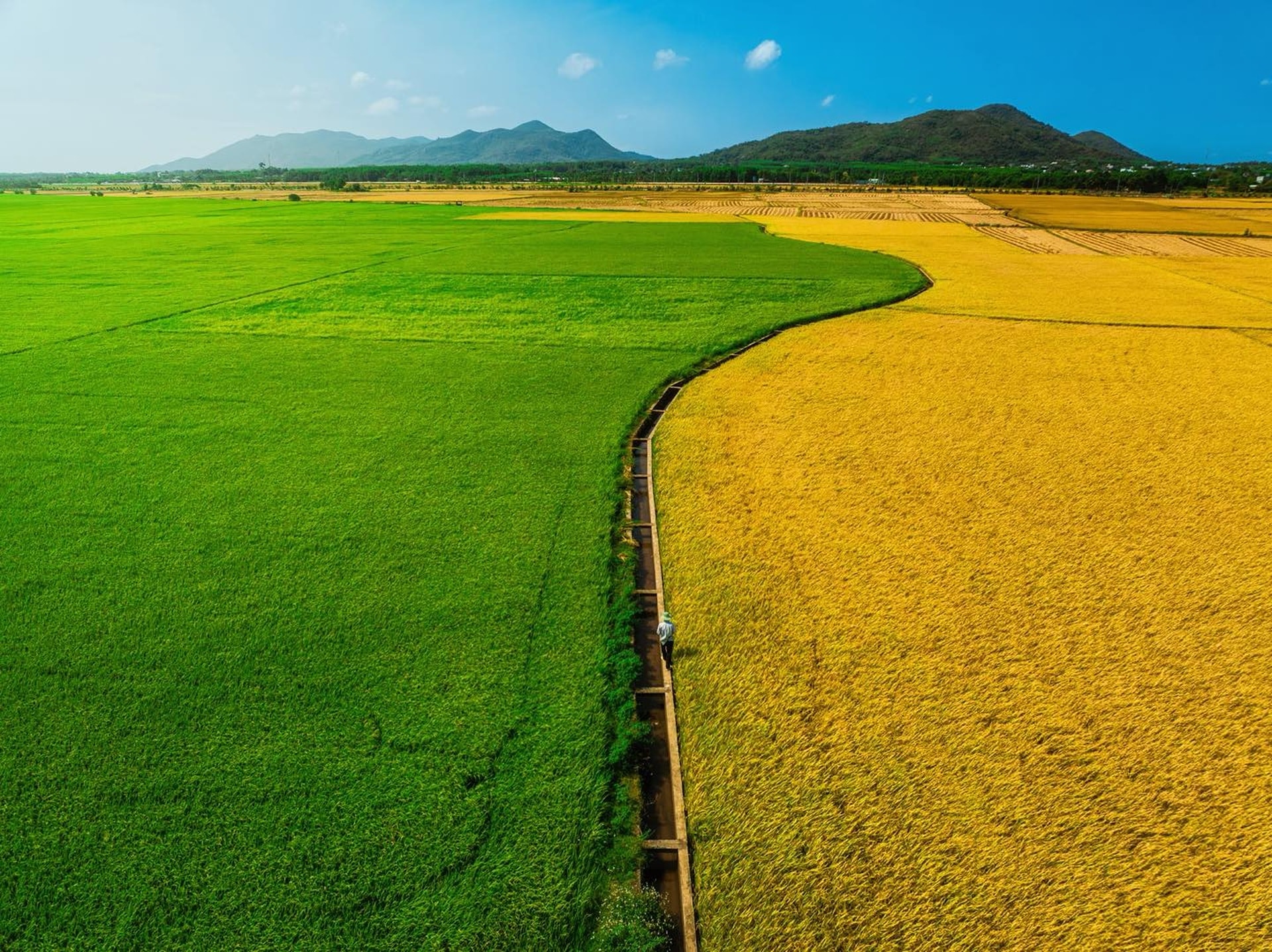 Cánh đồng lúa chưa chín đều thành 2 màu xanh - vàng gây sốt ở TPHCM - 4