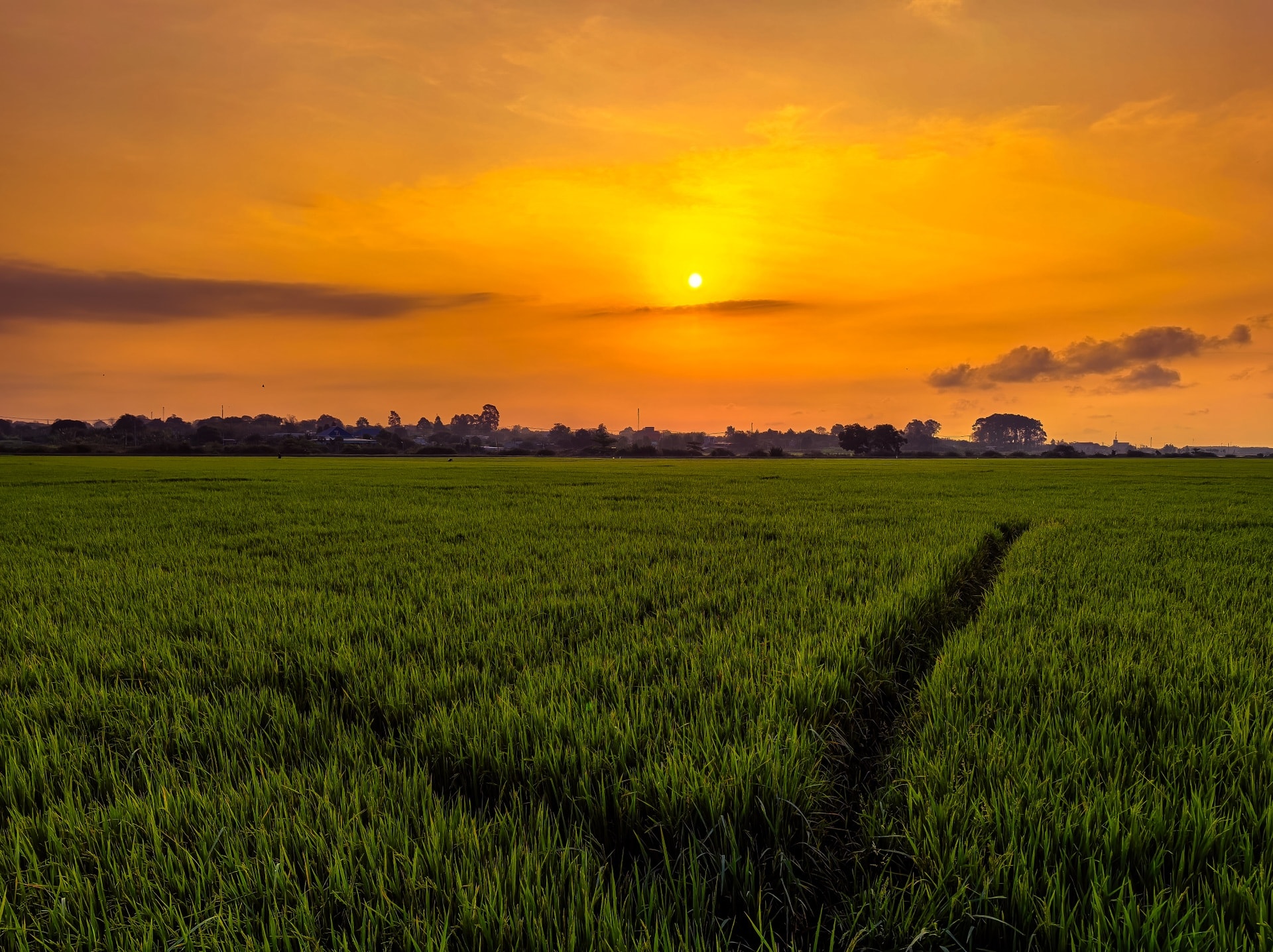 Cánh đồng lúa chưa chín đều thành 2 màu xanh - vàng gây sốt ở TPHCM - 6