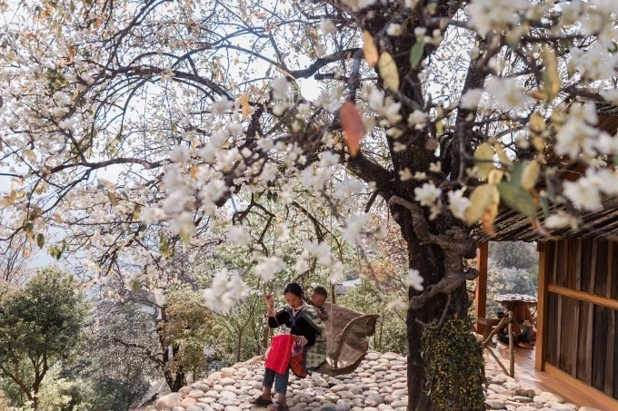 Hoa sơn tra nở trắng bản Nậm Nghiệp. Ảnh: Hiếu Trần