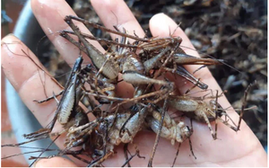 Con đặc sản nhìn "sợ phát khóc" ở Tây Bắc xưa không ai ngó, nay thành món lạ, dân nhậu mê tít săn lùng - Ảnh 5.