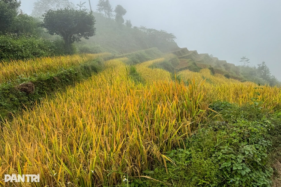 Tiếng thở dài trên đỉnh Tây Côn Lĩnh: Chồng tai biến, vợ điếc bẩm sinh - 2