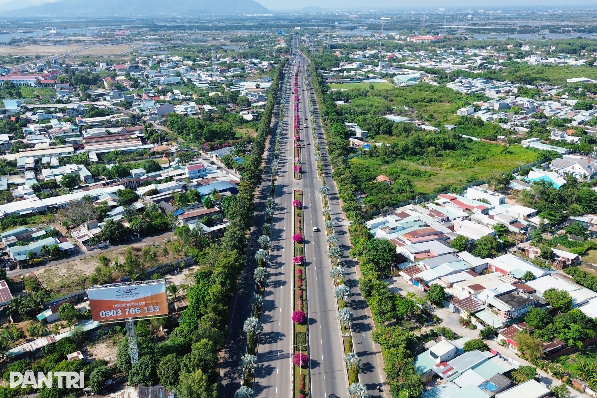 Hoa giấy nhuộm hồng tuyến đường ra biển ở TPHCM - 2