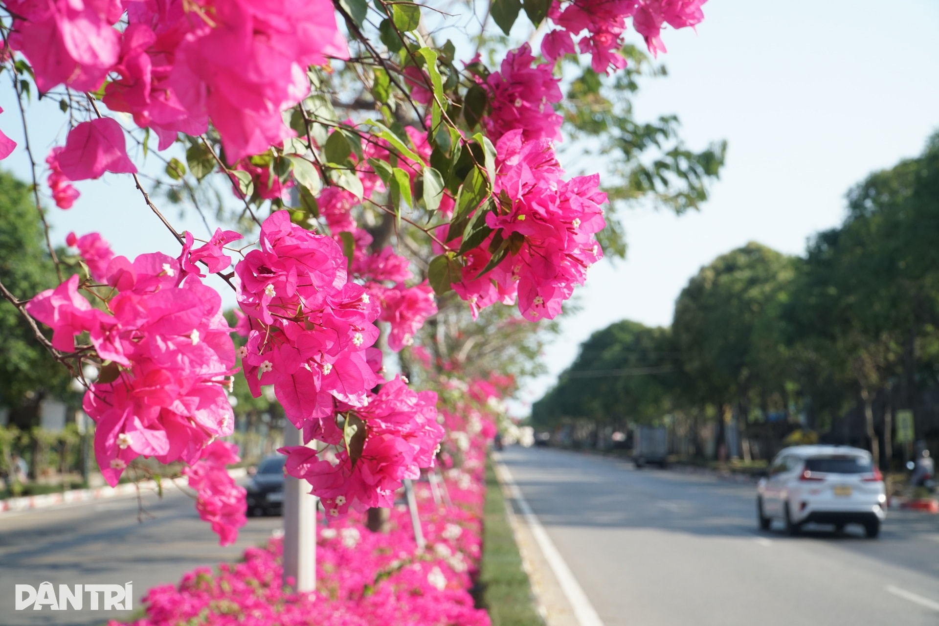 Hoa giấy nhuộm hồng tuyến đường ra biển ở TPHCM - 3