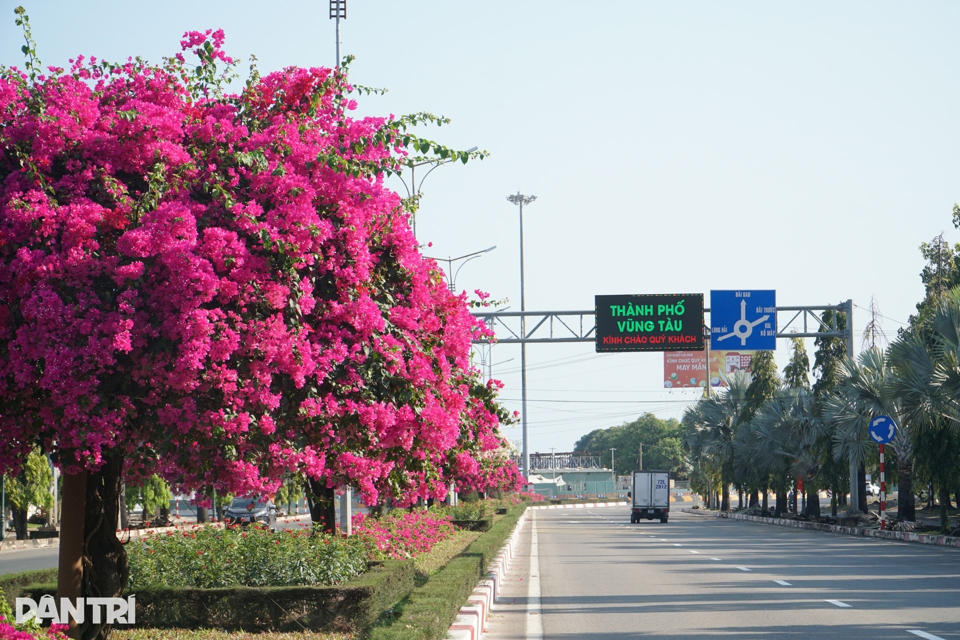 Hoa giấy nhuộm hồng tuyến đường ra biển ở TPHCM - 9
