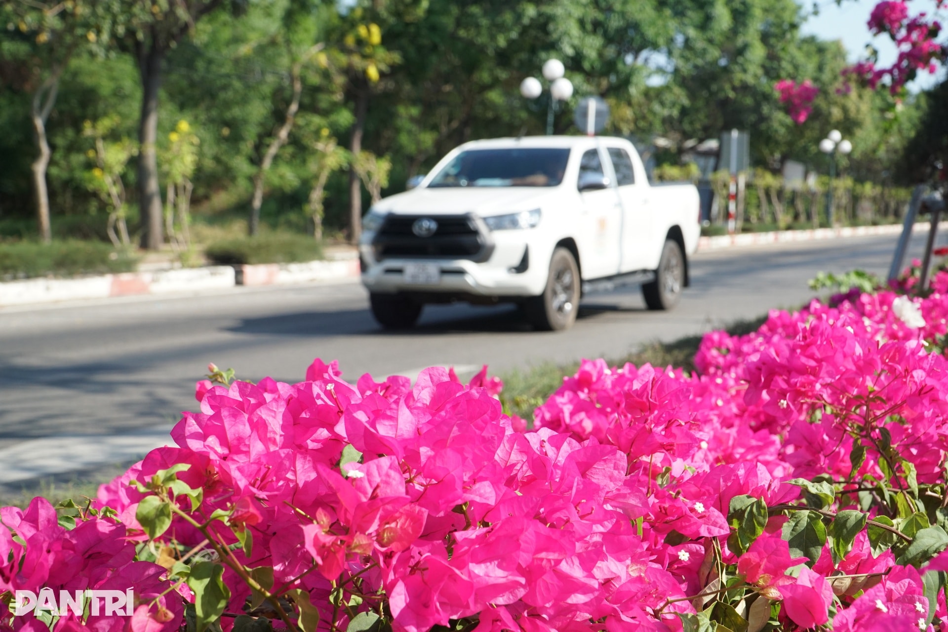 Hoa giấy nhuộm hồng tuyến đường ra biển ở TPHCM - 6