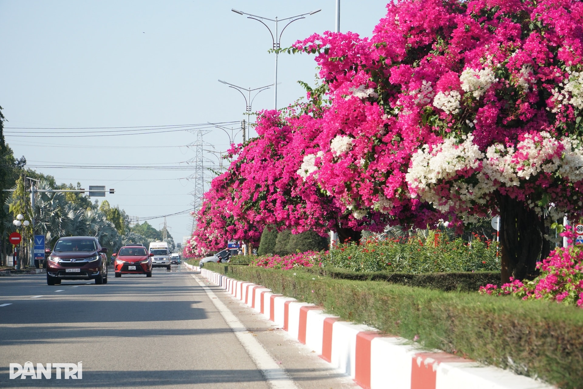 Hoa giấy nhuộm hồng tuyến đường ra biển ở TPHCM - 7