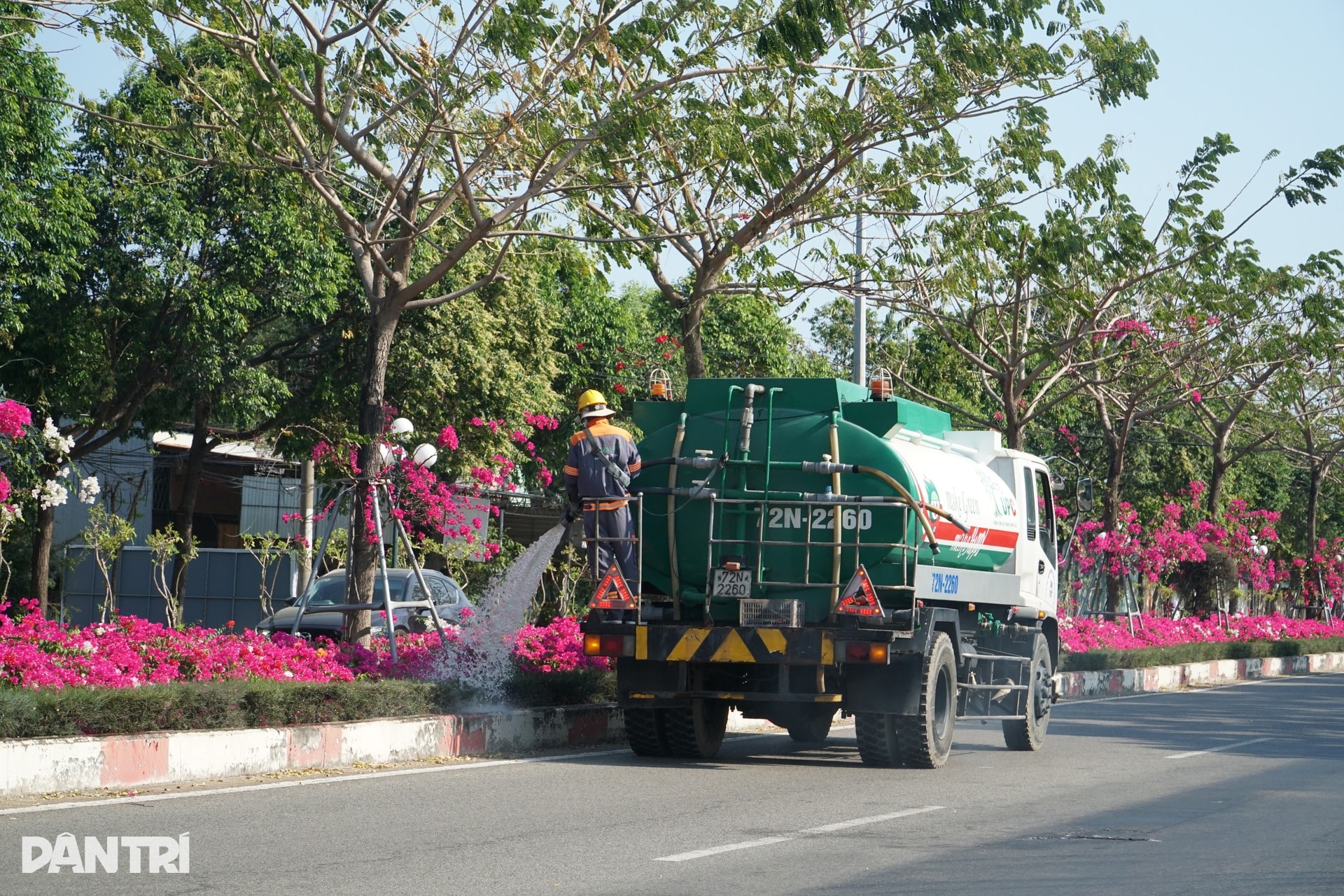 Hoa giấy nhuộm hồng tuyến đường ra biển ở TPHCM - 8