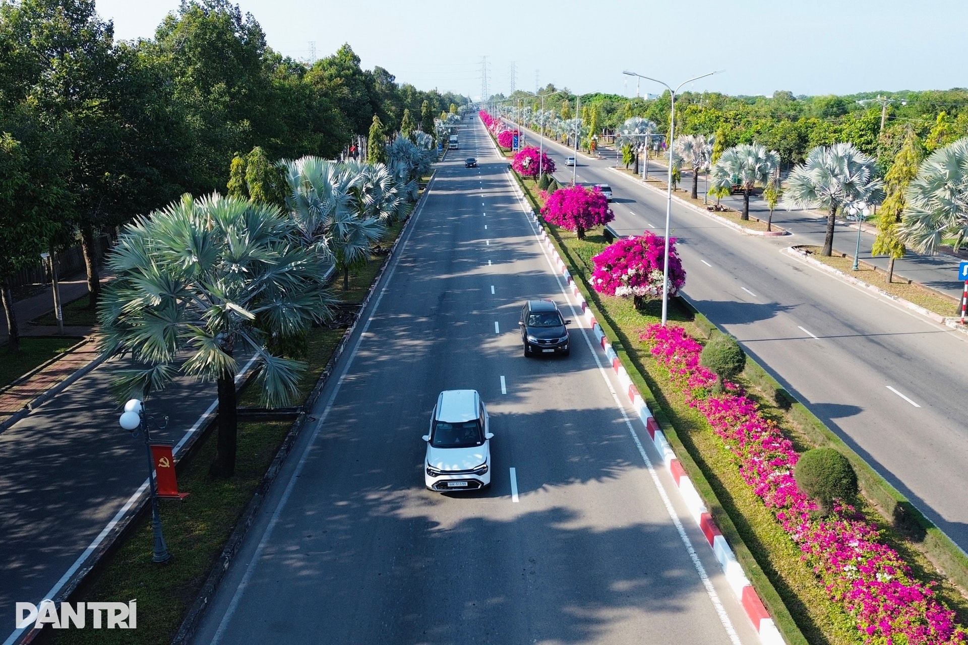 Hoa giấy nhuộm hồng tuyến đường ra biển ở TPHCM - 1