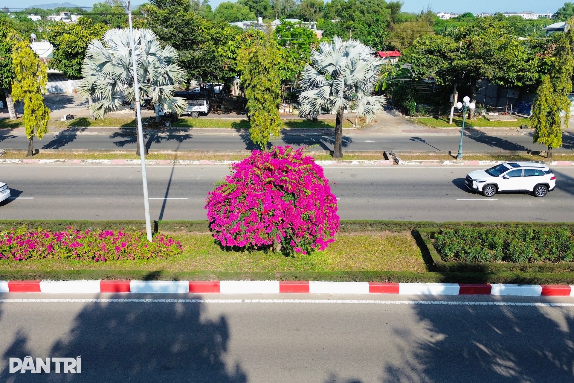 Hoa giấy nhuộm hồng tuyến đường ra biển ở TPHCM - 5