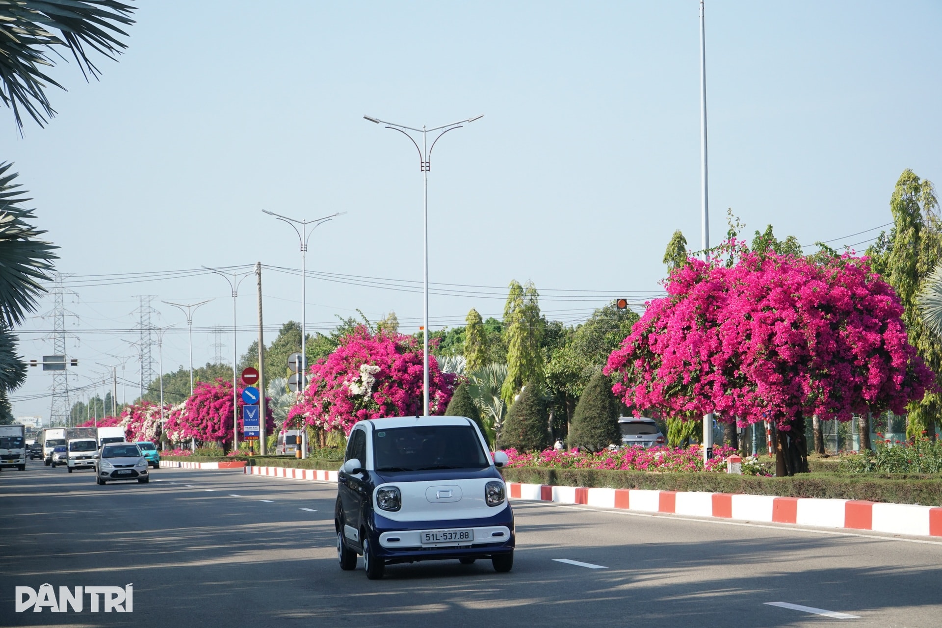 Hoa giấy nhuộm hồng tuyến đường ra biển ở TPHCM - 4