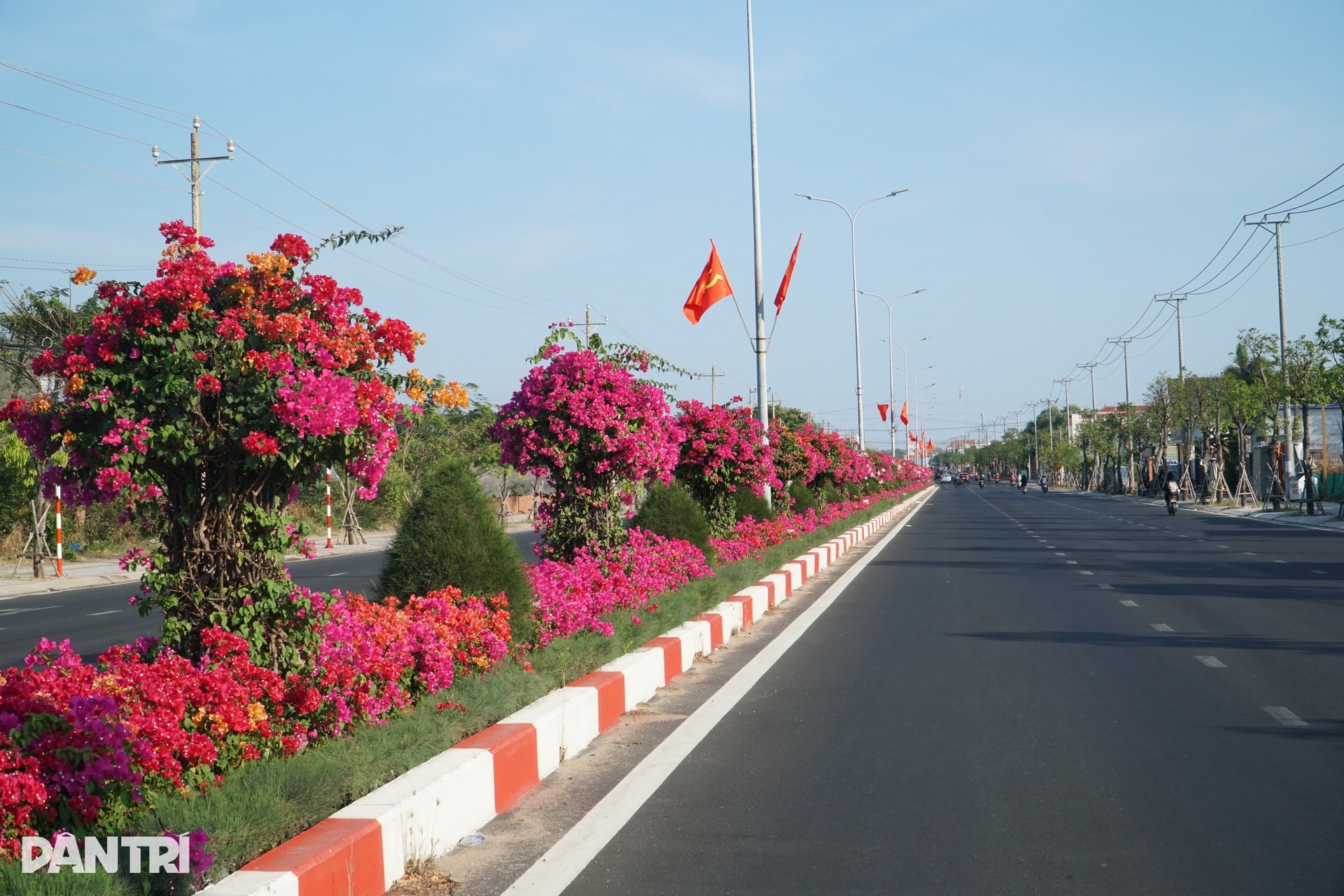 Hoa giấy nhuộm hồng tuyến đường ra biển ở TPHCM - 10