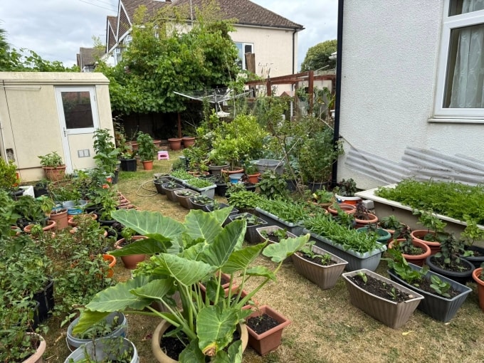 Một góc nhỏ trong khu vườn rộng hơn 600 m2 trồng đủ các loại rau, trái Việt Nam của anh Lê Văn Vinh, ở thành phố Gloucester, Anh. Ảnh: Nhân vật cung cấp