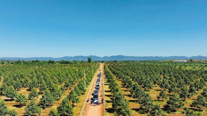 Vườn sầu riêng tại lào của Hoàng Anh Gia Lai. Ảnh: HAG