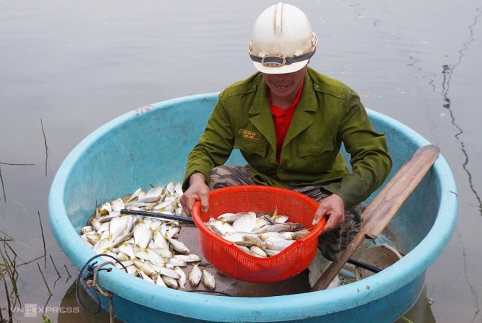 Cá mòi được ông Hào kéo rớ mang vào bờ bán. Ảnh: Đắc Thành