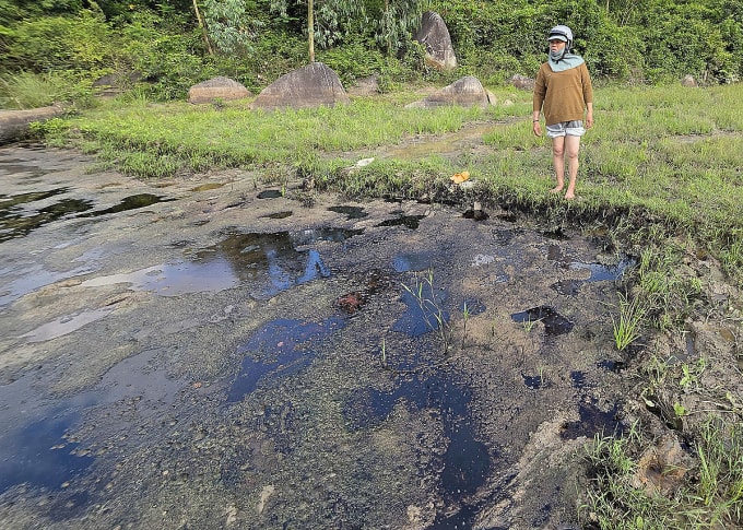 Nhiều nông dân đứng trước cảnh bỏ ruộng vì dầu nhớt loang trên ruộng. Ảnh: Minh Khuê