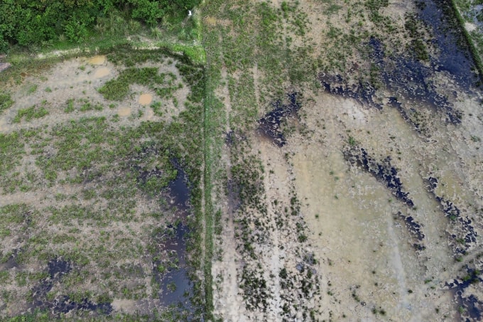 Hơn 2 ha ruộng lúa gần cao tốc Chí Thạnh - Vân Phong, đoạn qua phường Đông Hòa, ngập dầu nhớt. Ảnh: Minh Khuê