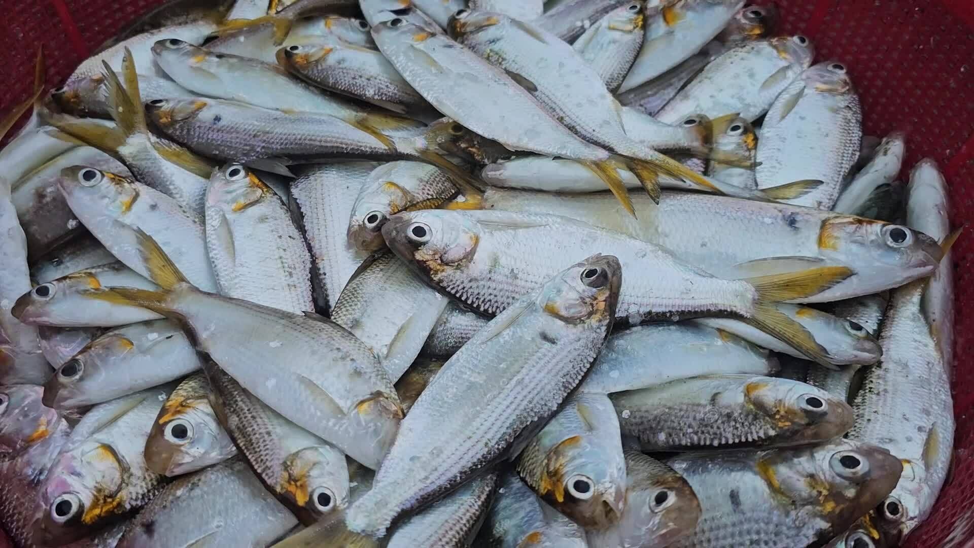 Bắt cá mòi dưới đập thủy lợi