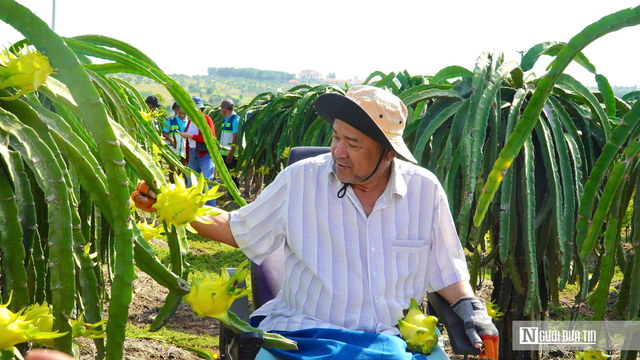 Thanh long xuất khẩu sang EU: Kiểm soát 30%, không phải 50%- Ảnh 2. Thanh long xuất khẩu sang EU: Kiểm soát 30%, không phải 50%- Ảnh 2.