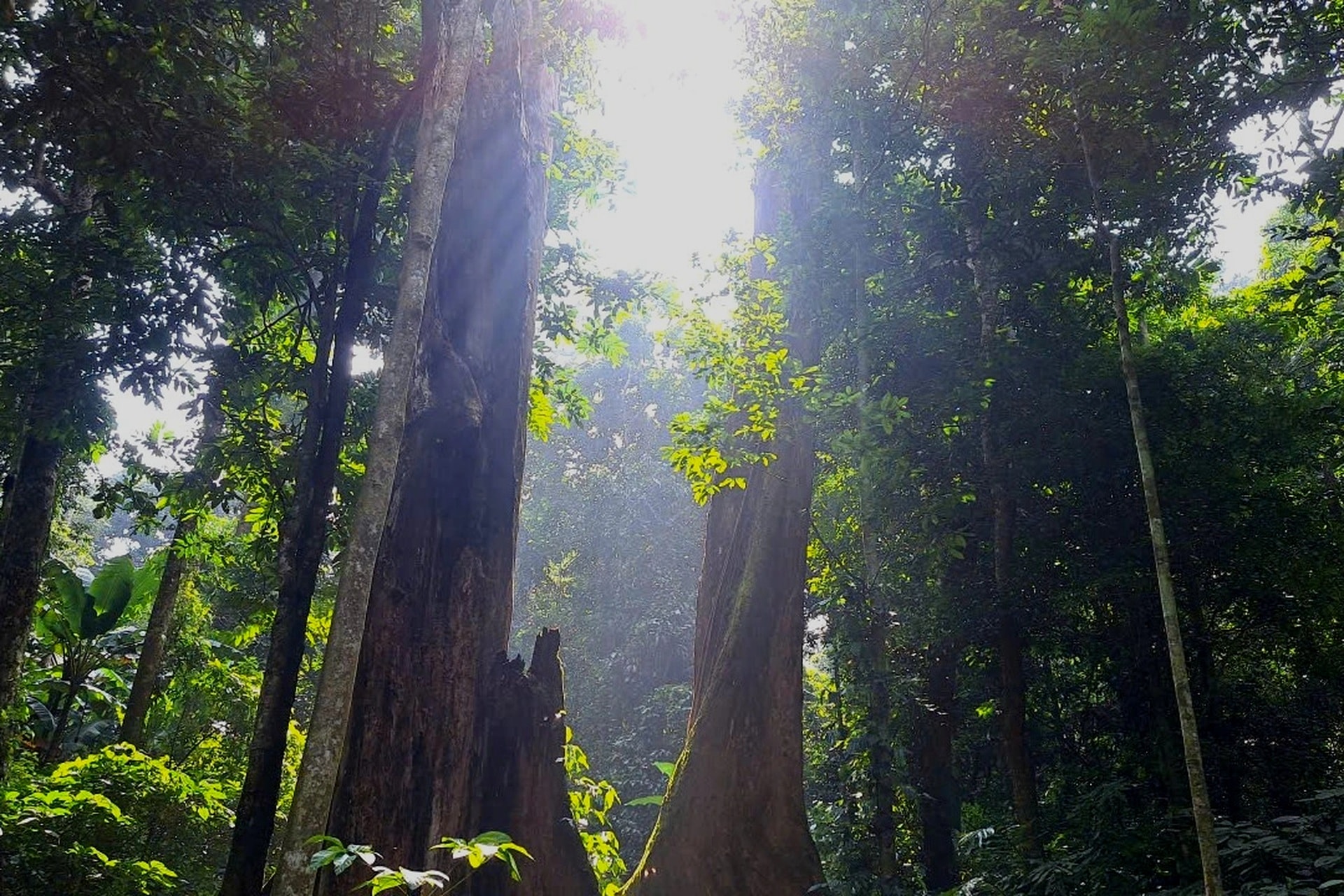 Xuyên rừng già Cúc Phương chinh phục nóc nhà Mây Bạc - 7