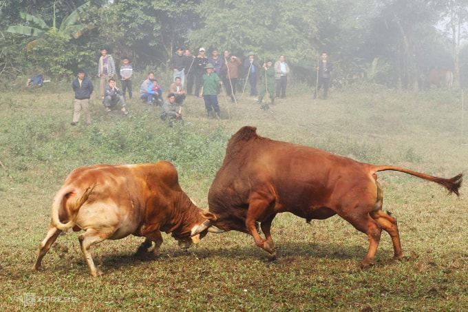 Hội chọi bò trên núi do gia đình ông Hùa tổ chức trong dịp lễ làm vía báo hiếu. Ảnh: Đức Hùng