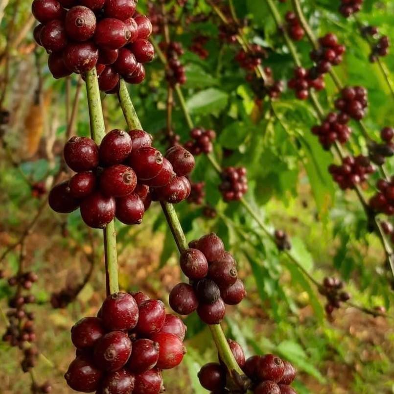 Vàng đen nơi quê ngoại - Ảnh 3.