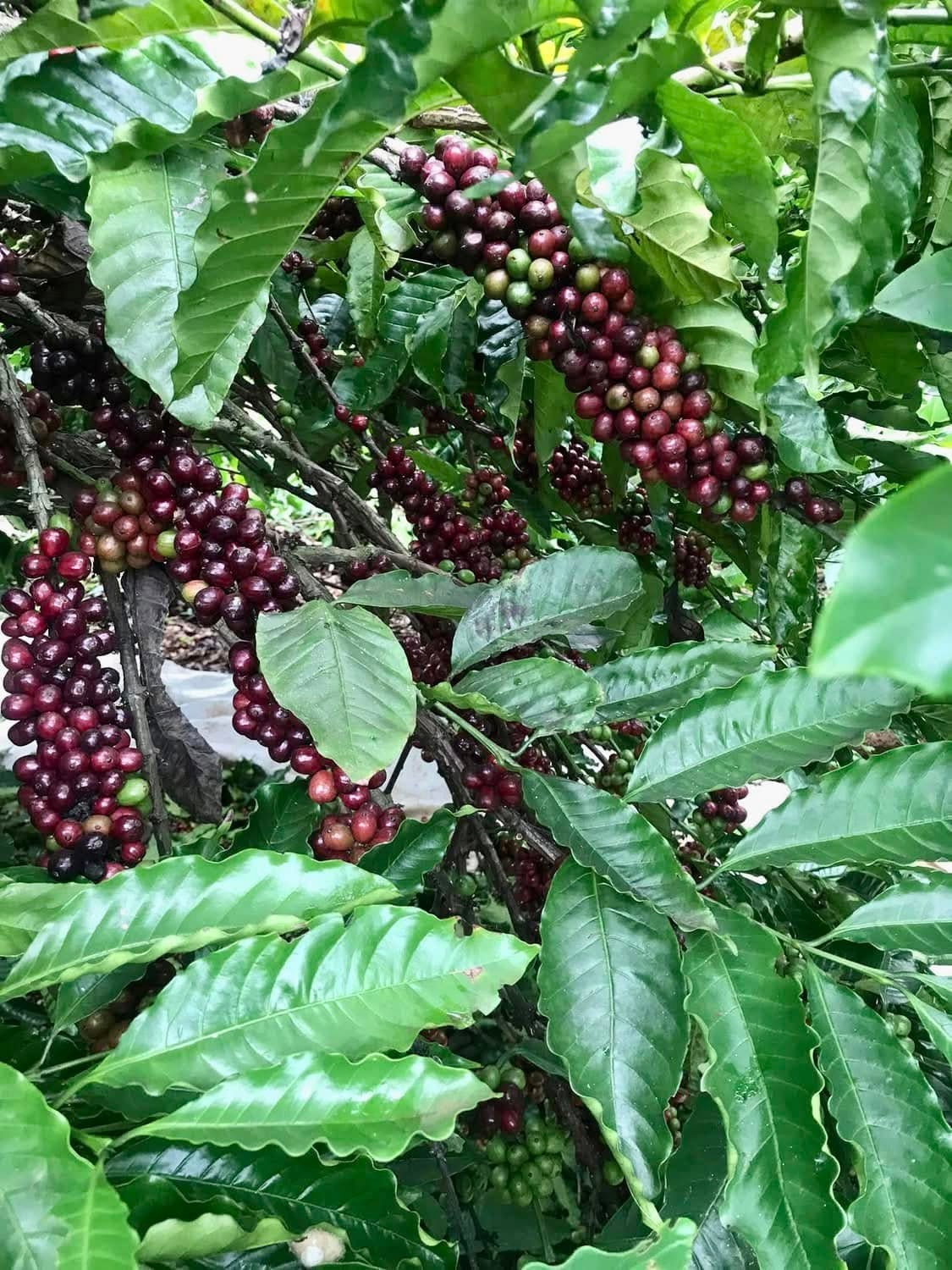 Vàng đen nơi quê ngoại - Ảnh 4.