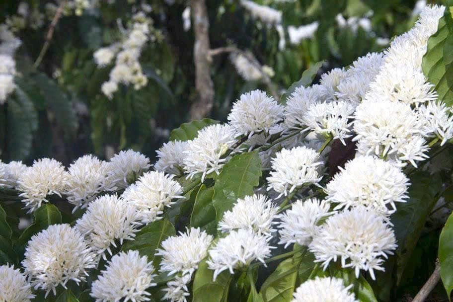 Vàng đen nơi quê ngoại - Ảnh 1.