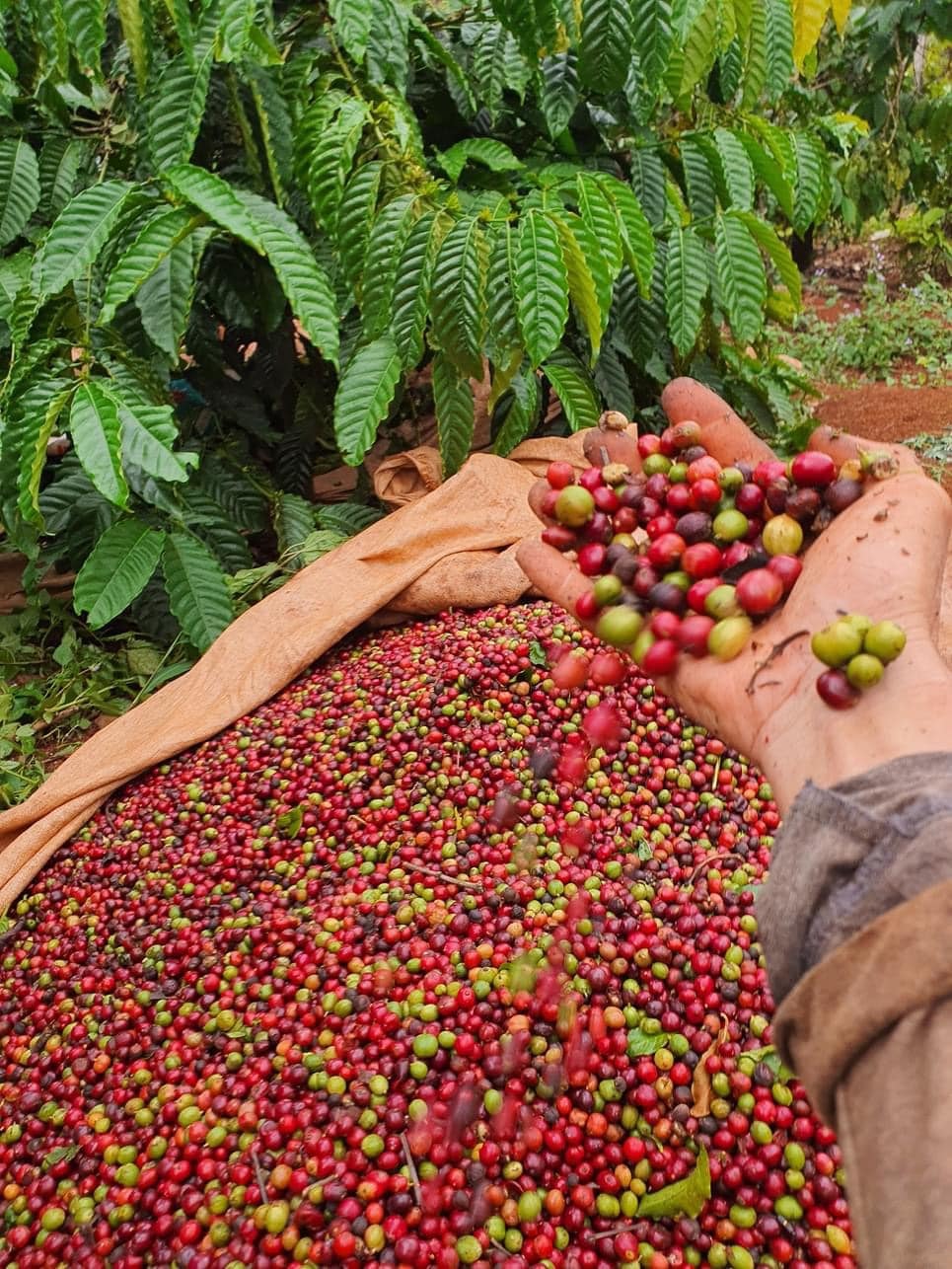 Vàng đen nơi quê ngoại - Ảnh 5.