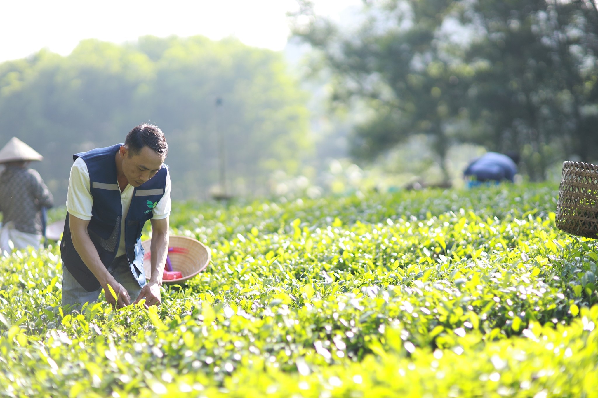 Về xóm trà Sương Mai sống chậm - Ảnh 10.