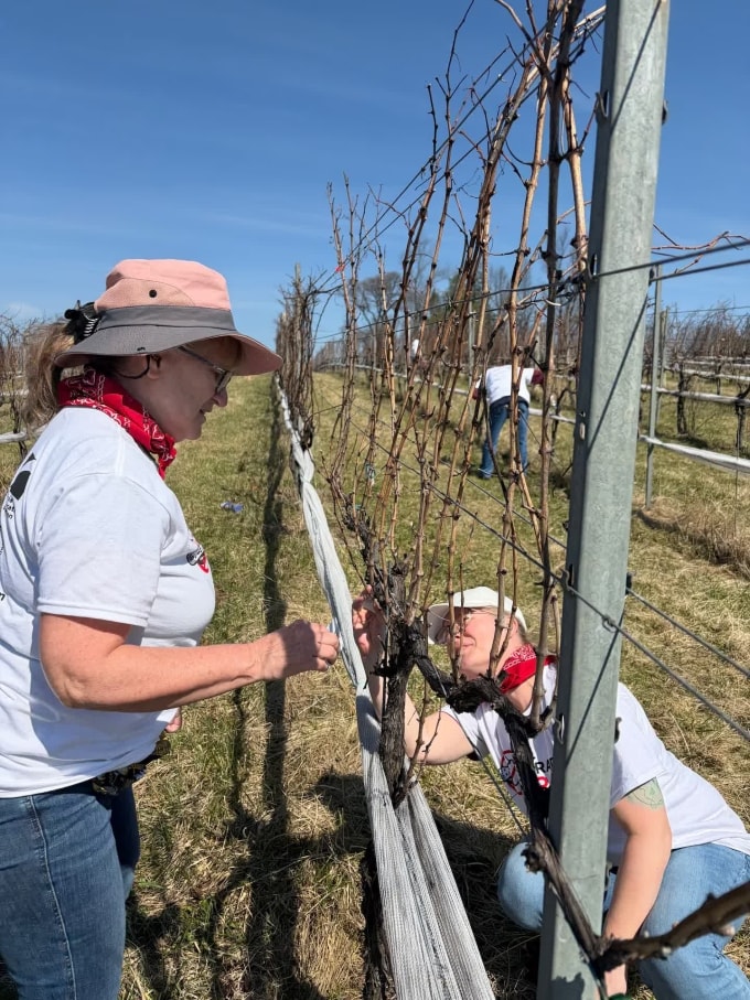 Deb Hollingsworth (bên trái) và con gái Jaime Akin đang cạo trứng rầy tại vườn nho Zephaniah ở Leesburg, Virginia. Ảnh: Washington Post
