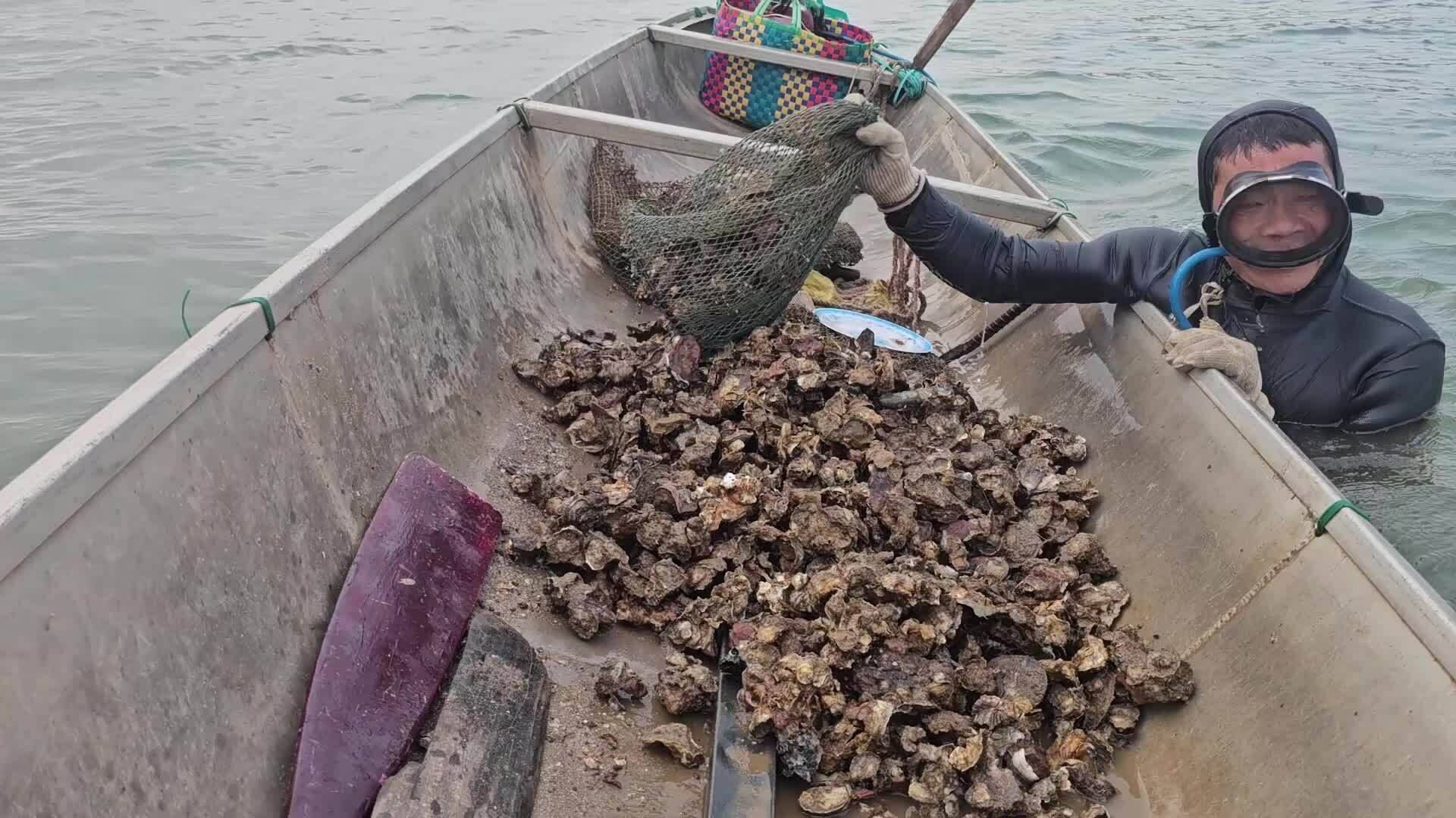 Lặn bắt hàu dưới đáy sông Nhật Lệ