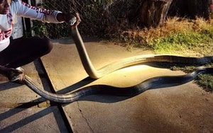 Chú rể mang 9 xe hút bể phốt đi rước dâu và cái kết- Ảnh 2.