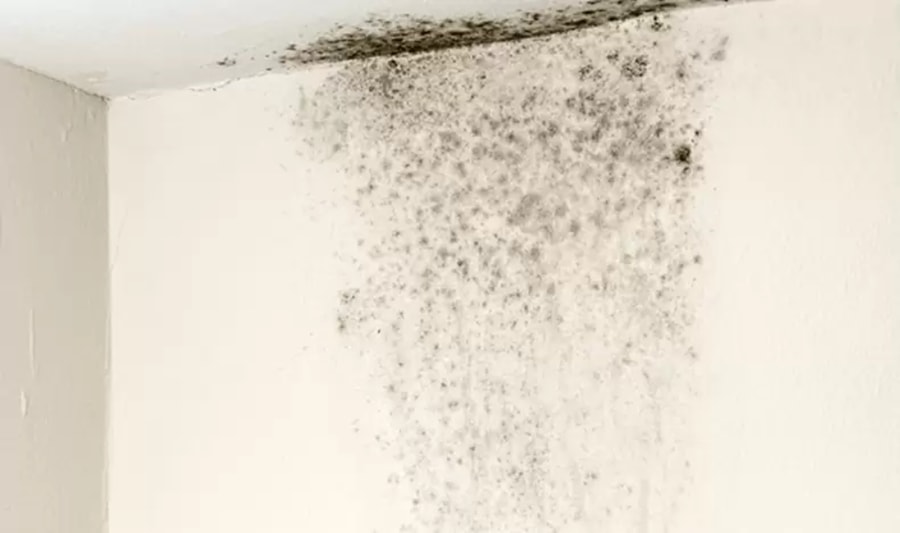 Cần xử lý triệt để nguồn gây ẩm để mốc không quay trở lại. (Ảnh: Vĩnh Tường)