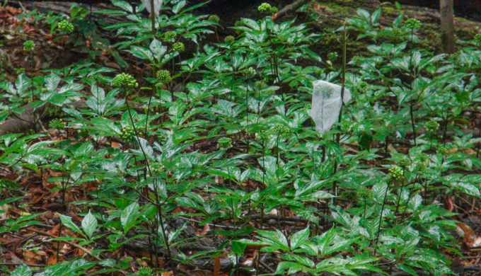 Vườn sâm ngọc linh K5 ở Kon Tum cũ (nay Quảng Ngãi). Ảnh: Vingin